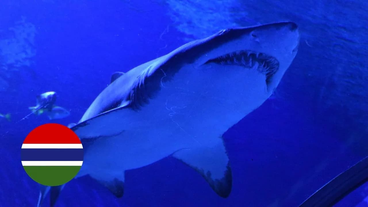 Czy w Gambii jest bezpiecznie? Odkryj zagrożenia i porady dla turystów